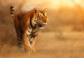 Indie Wyc. objazdowe Wyc. objazdowe Indie - Złoty Trójkąt z tygrysem