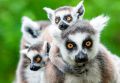 Madagaskar Wyc. objazdowe Wyc. objazdowe W Krainie Lemurów I Baobabów