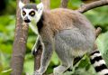 Madagaskar Wyc. objazdowe Wyc. objazdowe Z wizytą u lemurów