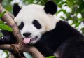 Chiny Wyc. objazdowe Wyc. objazdowe Chiny i Tybet - z Wielkiego Muru na Dach Świata